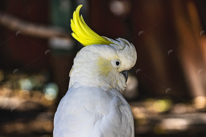 Picture of Sulphur Crested Cockatoo